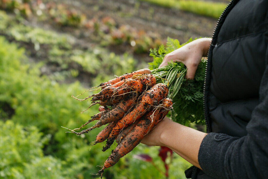 Female farmer holding fresh carrots