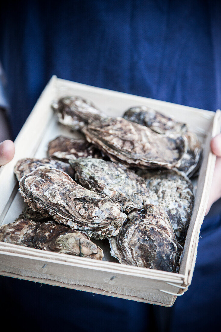 Oysters in box