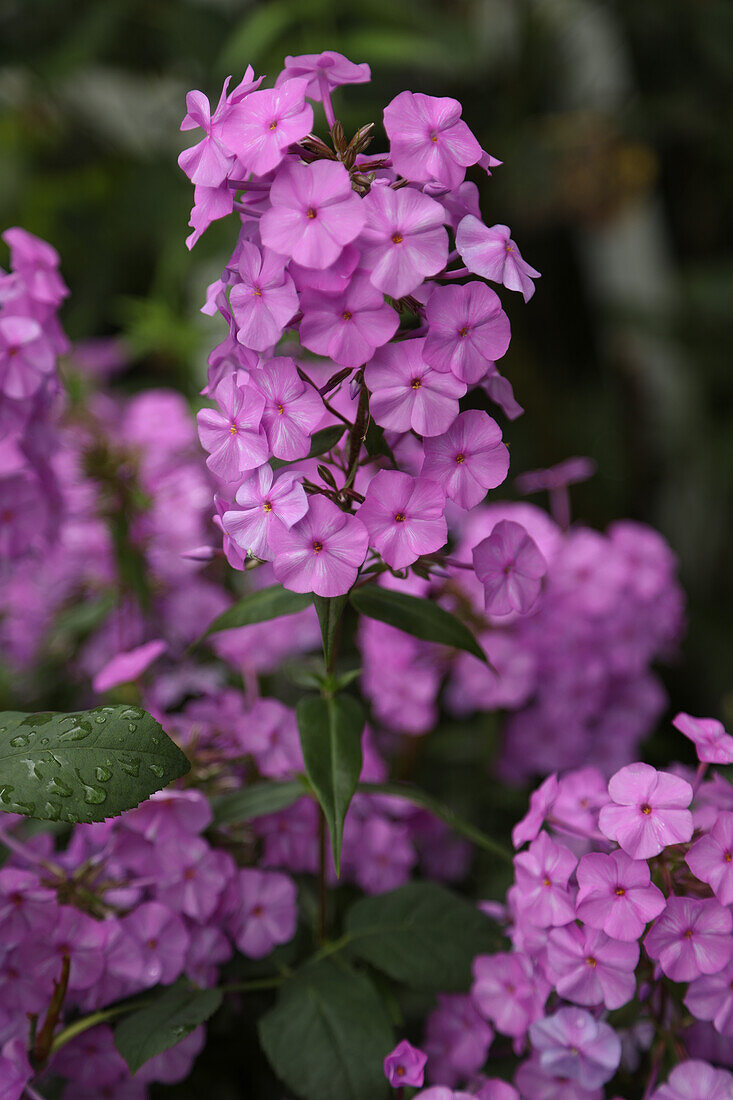 Tall phlox 'Peacock Lilac'