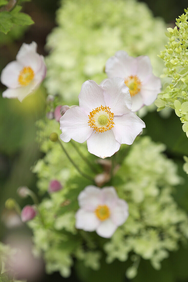 Japanese anemones and hydrangea 'Limelight'