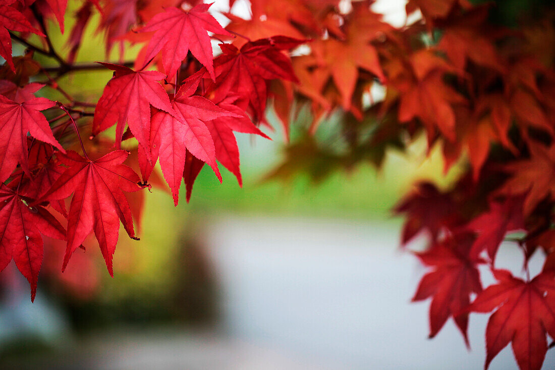 Japanese fan maple in autumn colours