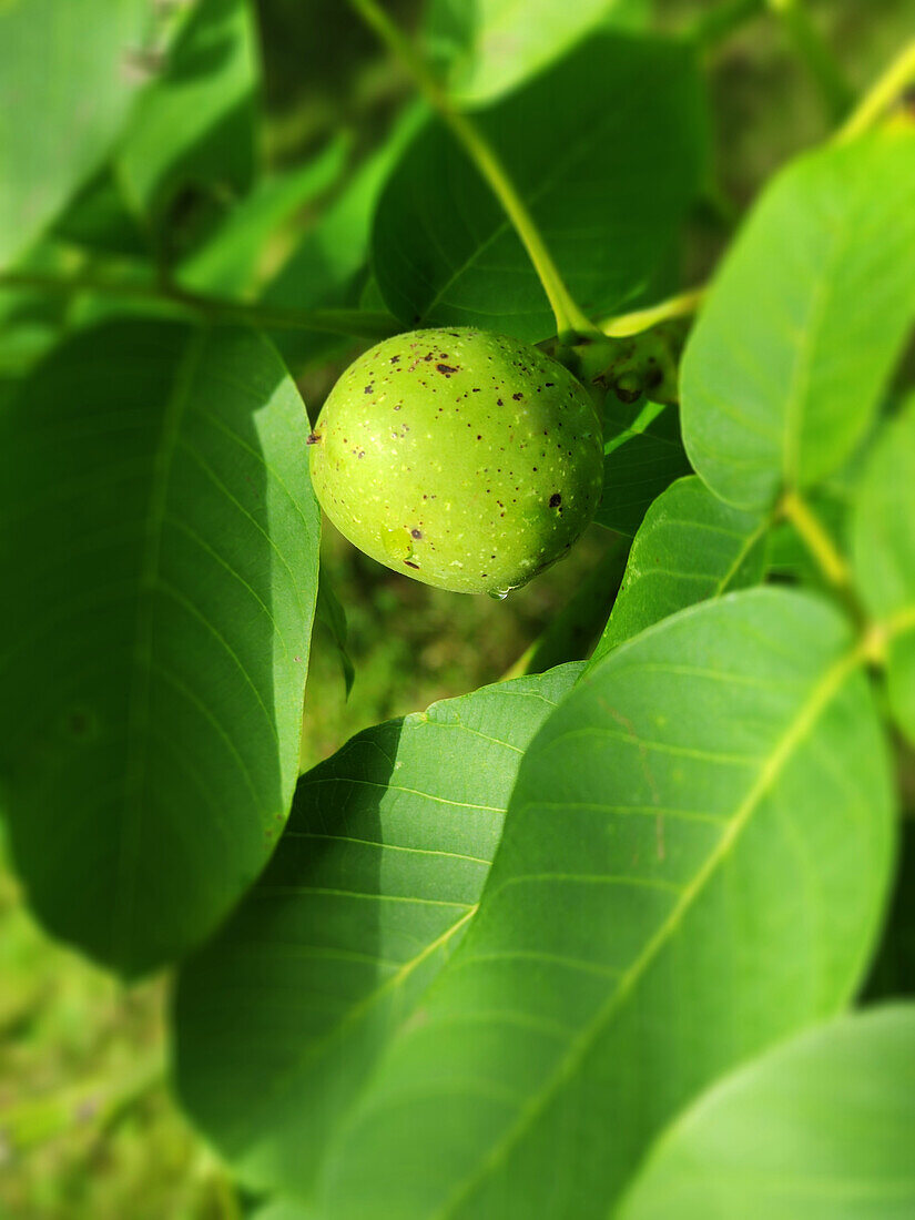 Grüne Walnuss am Baum