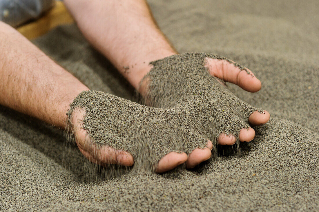 Hands holding poppy seeds