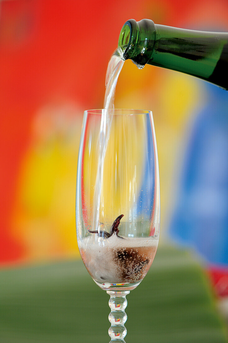 Champagne with a rosella flower