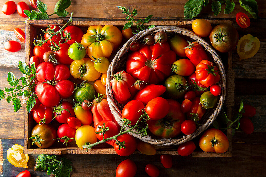 Frisch geerntete Tomaten