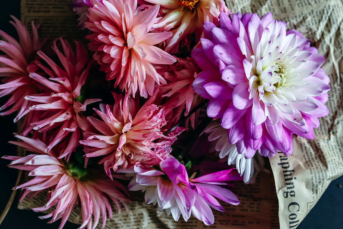 Dahlienblüten mit Zeitungspapier