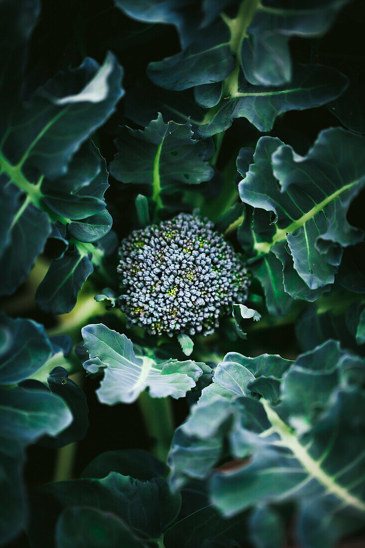 Brokkoli-Krone wächst im Garten