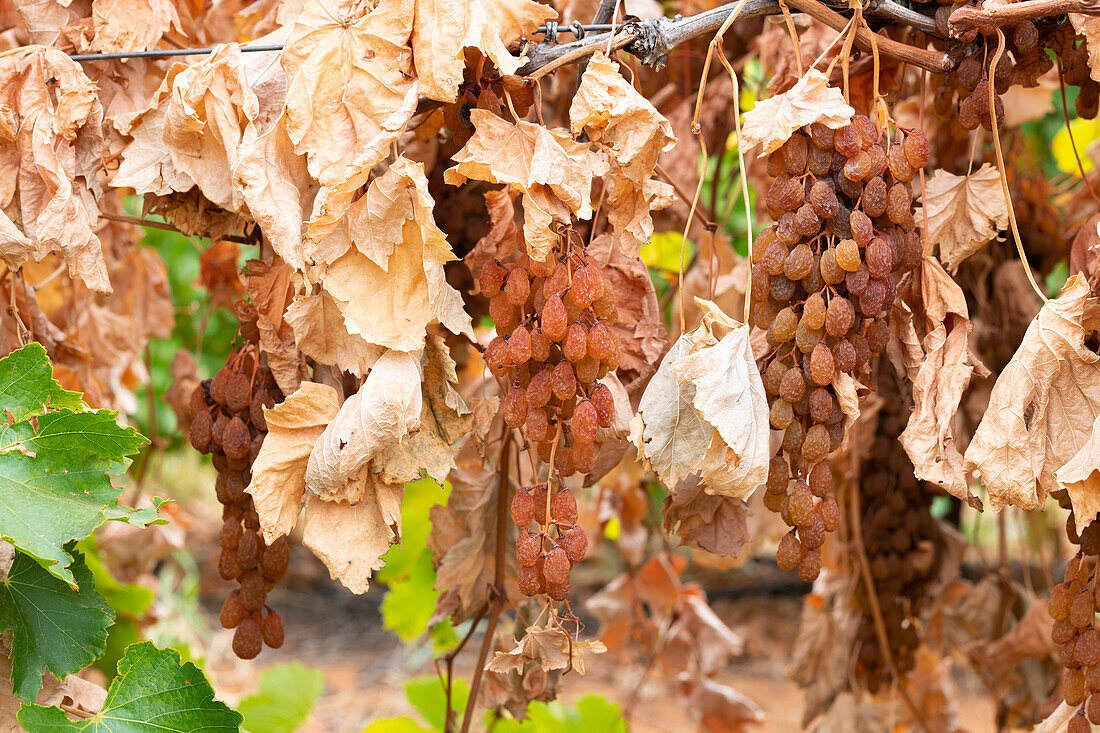 Bunches of dried sun muscat grapes amongst foliage on a summer pruned vine.