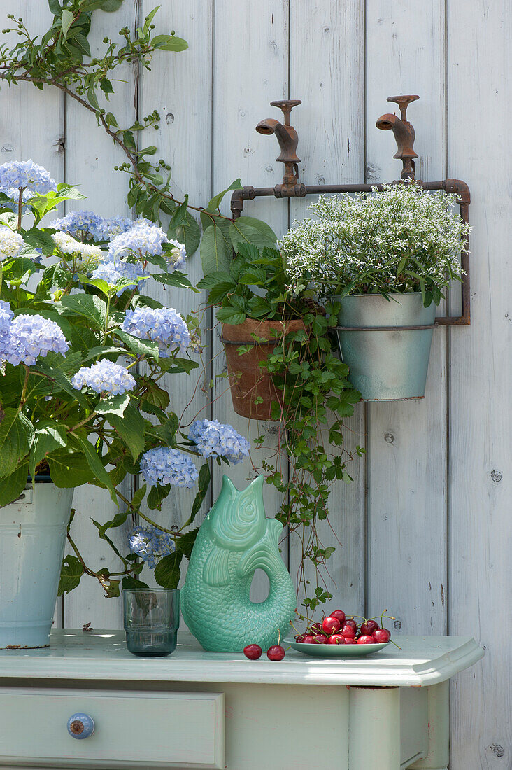 Hydrangea 'Endless Summer', wild strawberry and graceful spurge hung on the wall, bowl with sweet cherries and ceramic fish as a water jug