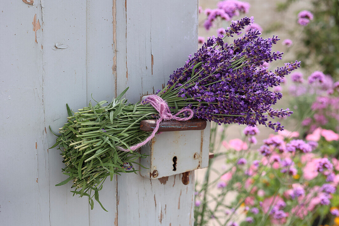 Bouquet of fresh lavender resting on door handle