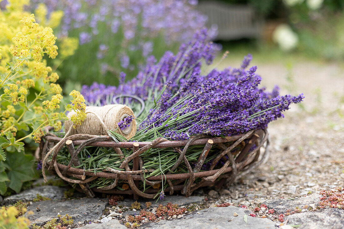 Freshly picked lavender in a basket next to bed of lady's mantle