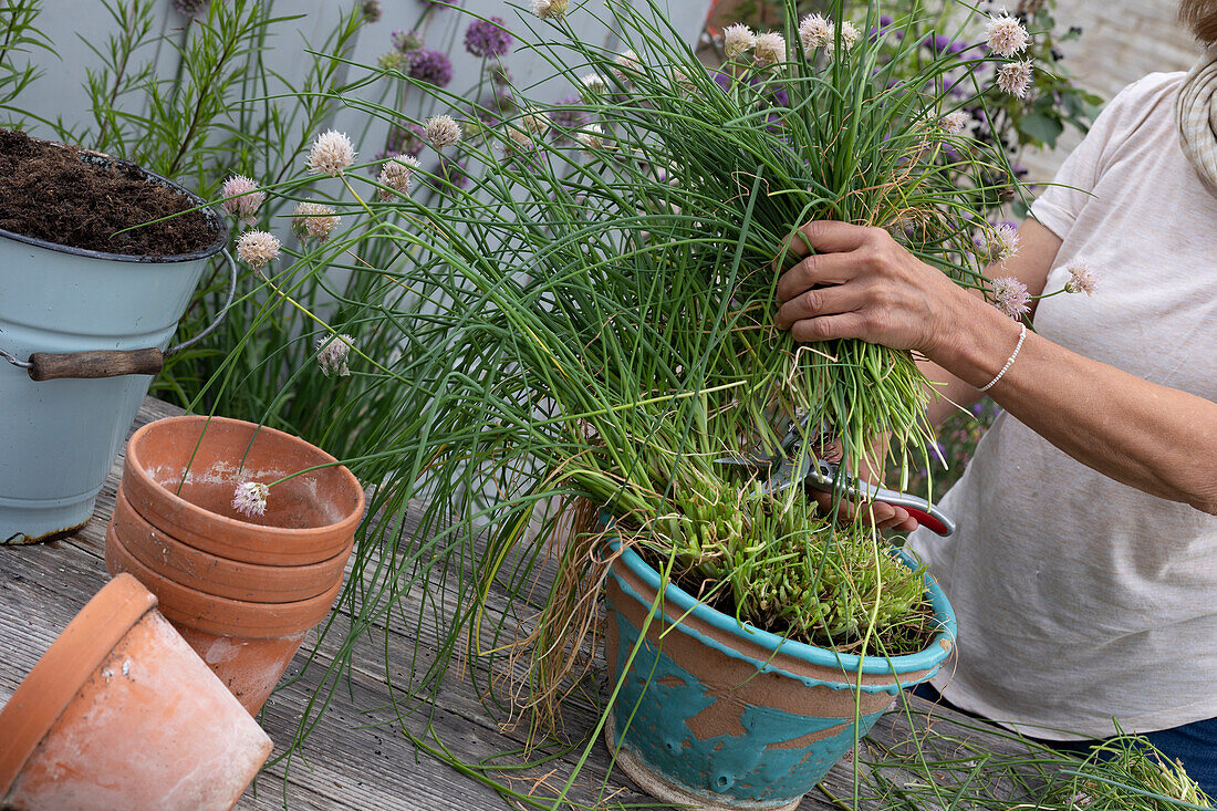 Chives cut back, divided and planted in smaller pots