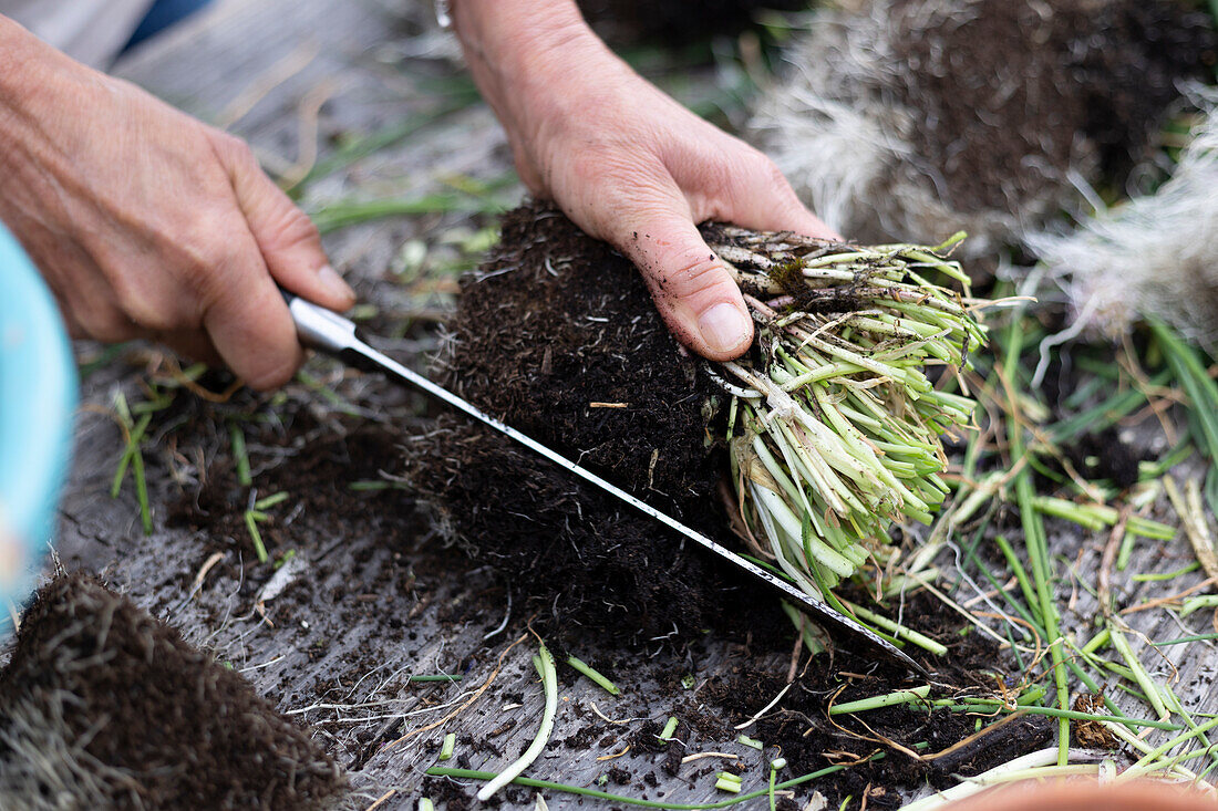 Chives cut back, divided and planted in smaller pots