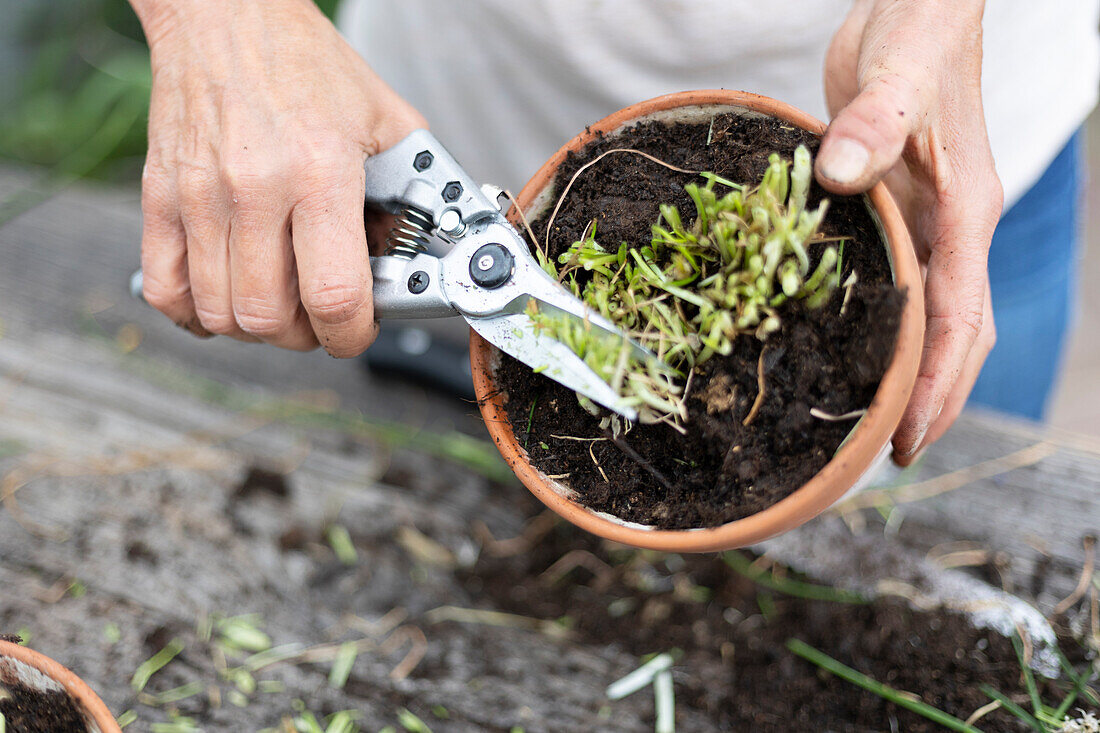 Chives cut back, divided and planted in smaller pots