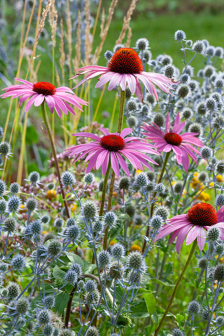 Coneflower 'Rubinstern' and sea holly in a bed