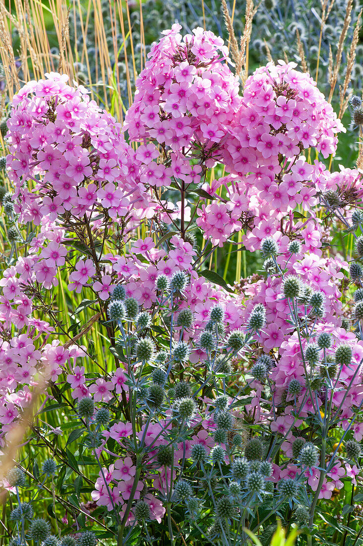 Tall summer phlox 'Miss Pepper' and man's bedding plant