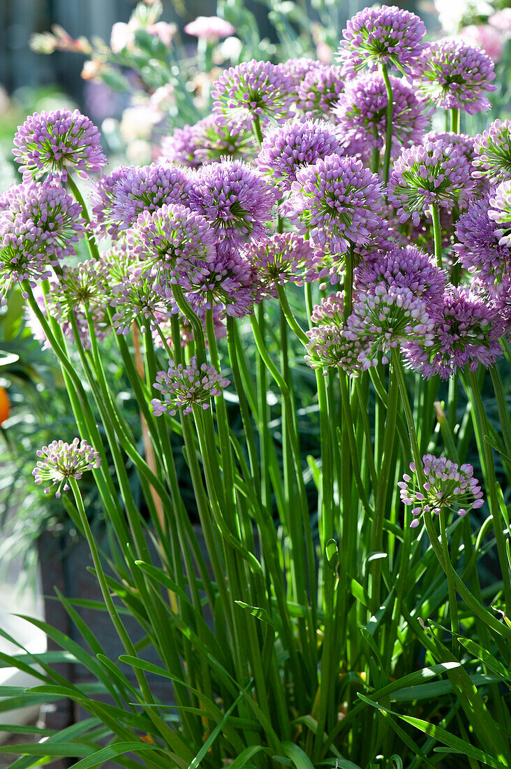 Flowering Chives 'Millenium