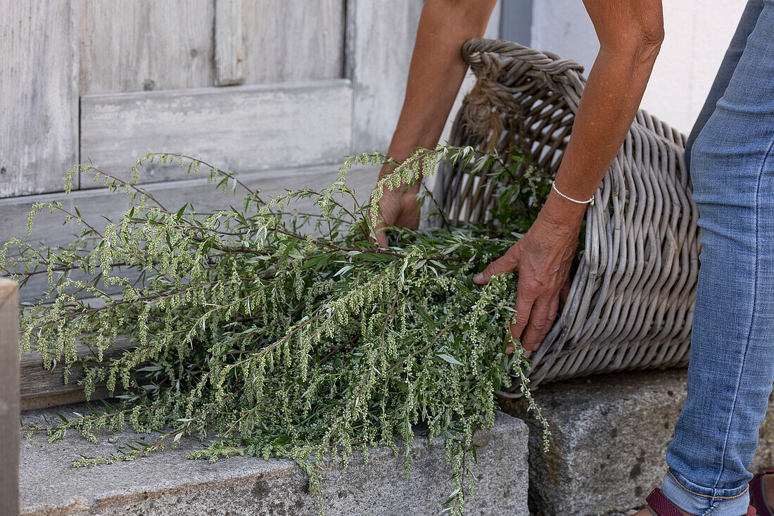 Freshly cut mugwort to dry as a spice or as an herb for smoking