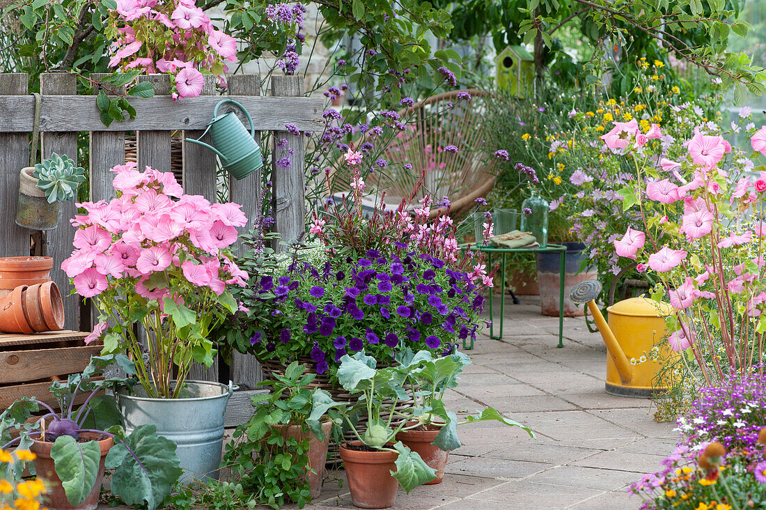 Terrace with cup mallows, petunia 'Mini Vista Violet', magnificent candle 'Lillipop Pink', verbena, kohlrabi and strawberry plant in clay pots, Acapulco chair