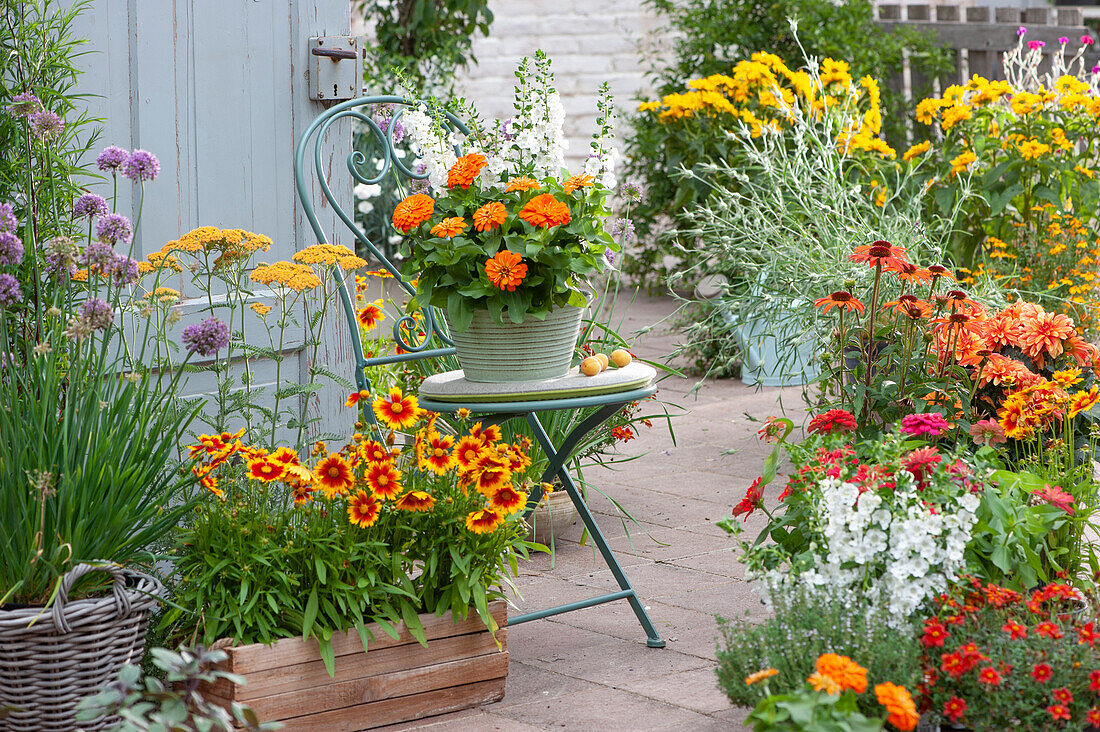 Summer terrace with summer flowers and perennials: coreopsis 'UpTick Gold & Bronze', zinnia, angelonia, yarrow, allium, echinacea, dahlia and thyme