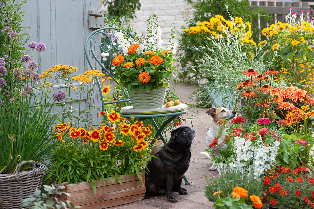 Summer terrace with summer flowers and perennials: coreopsis 'UpTick Gold & Bronze', zinnia, angelonia, yarrow, Allium, echinacea, dahlia, and thyme, dogs Paula and Zula