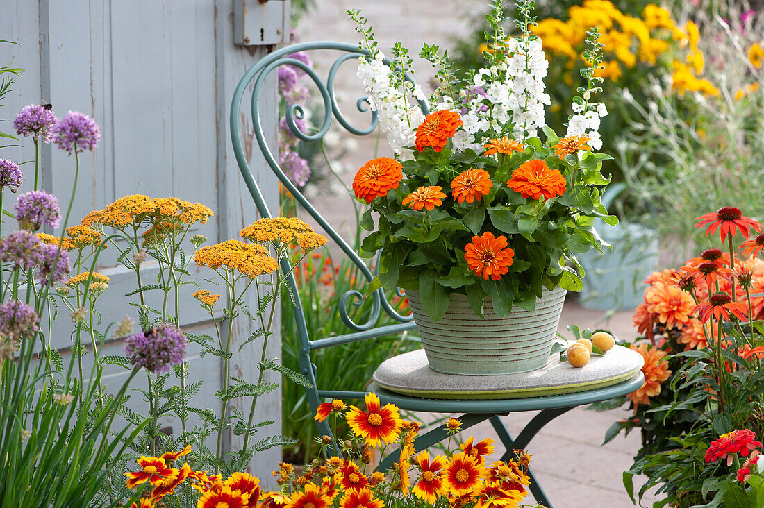 Summer terrace with summer flowers and perennials: lanceolate girl's eye 'UpTick Gold & Bronze', zinnia, angel's face, yarrow and mountain leek