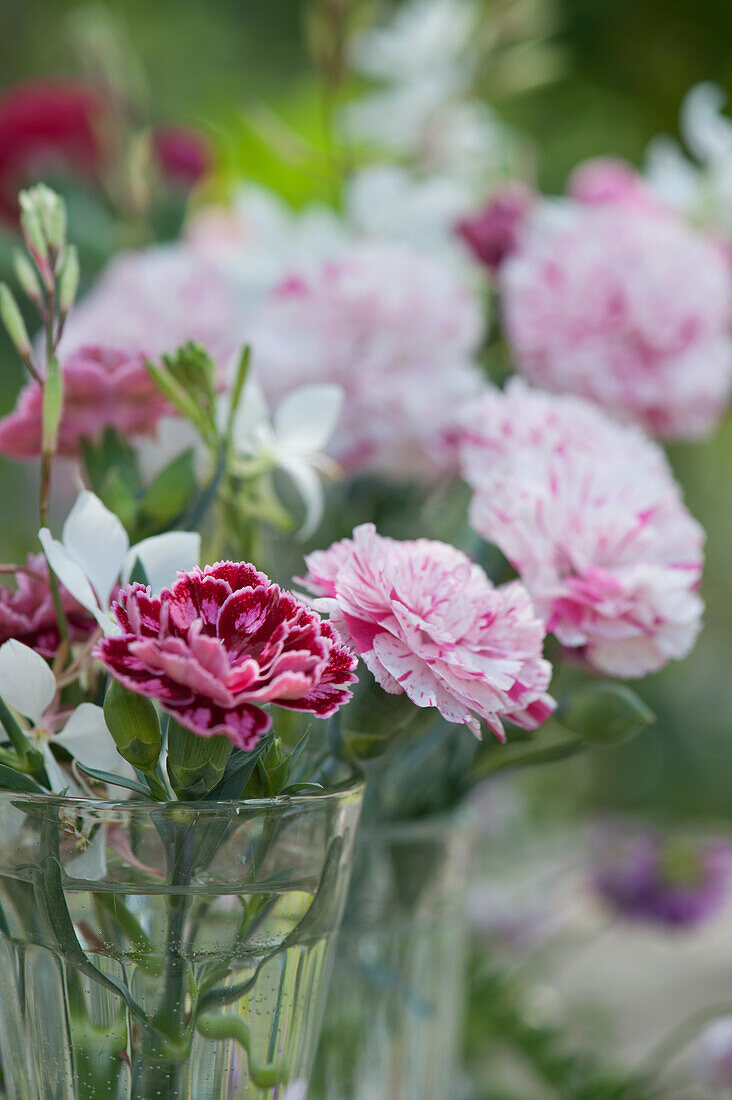 Small bouquet of carnation blossoms and white gaura