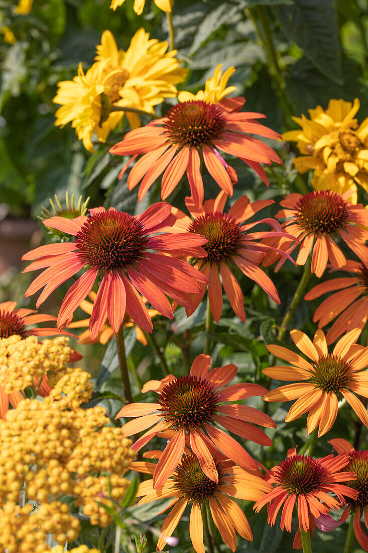 Coneflower 'Orange Skipper' with yellow yarrow and sun eye