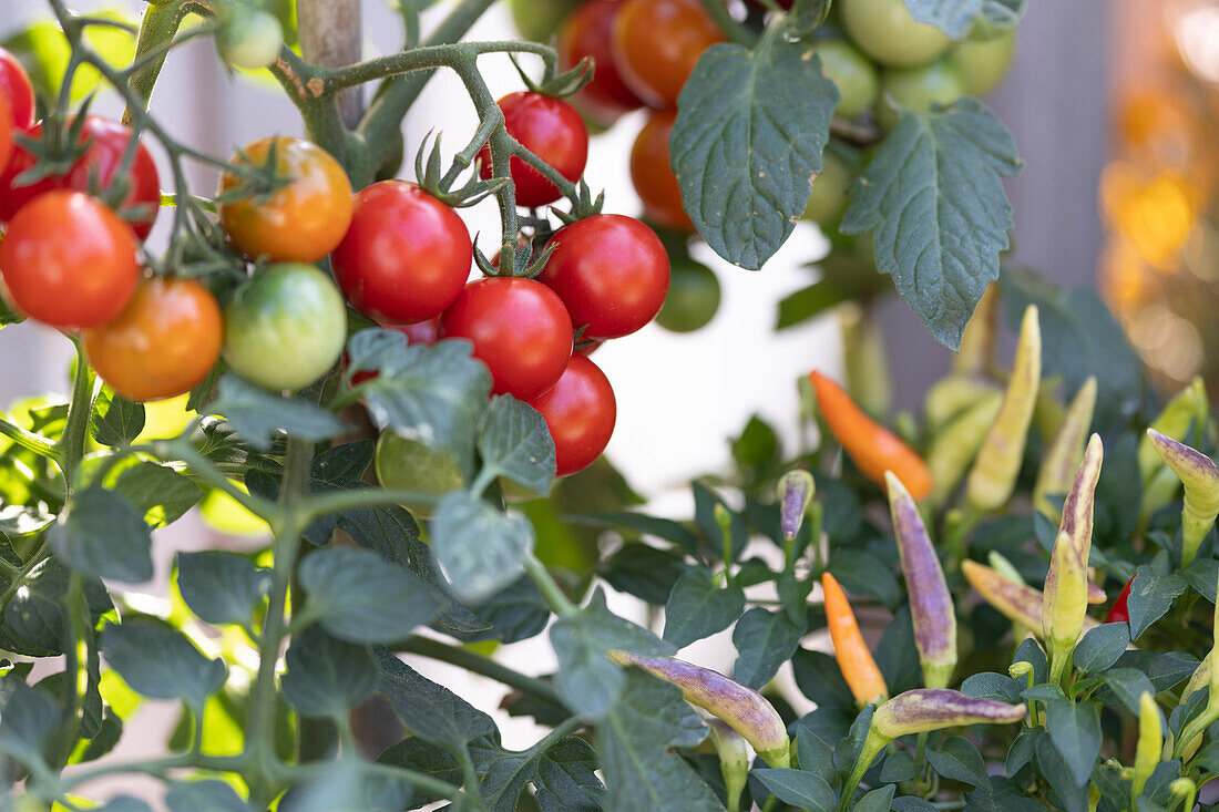 Cherry tomato 'Philarmina' and chili 'Basket of Fire