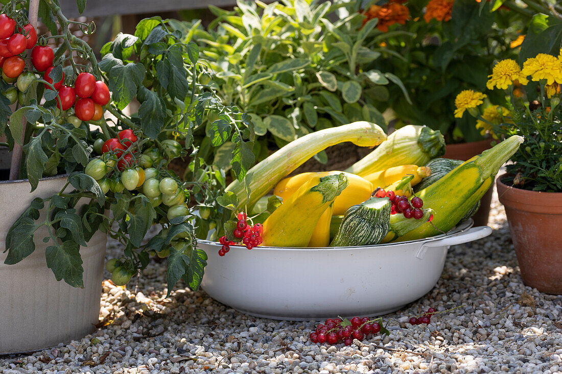 Bowl of freshly harvested zucchini and summer squash, red currants, and a tomato plant in pot