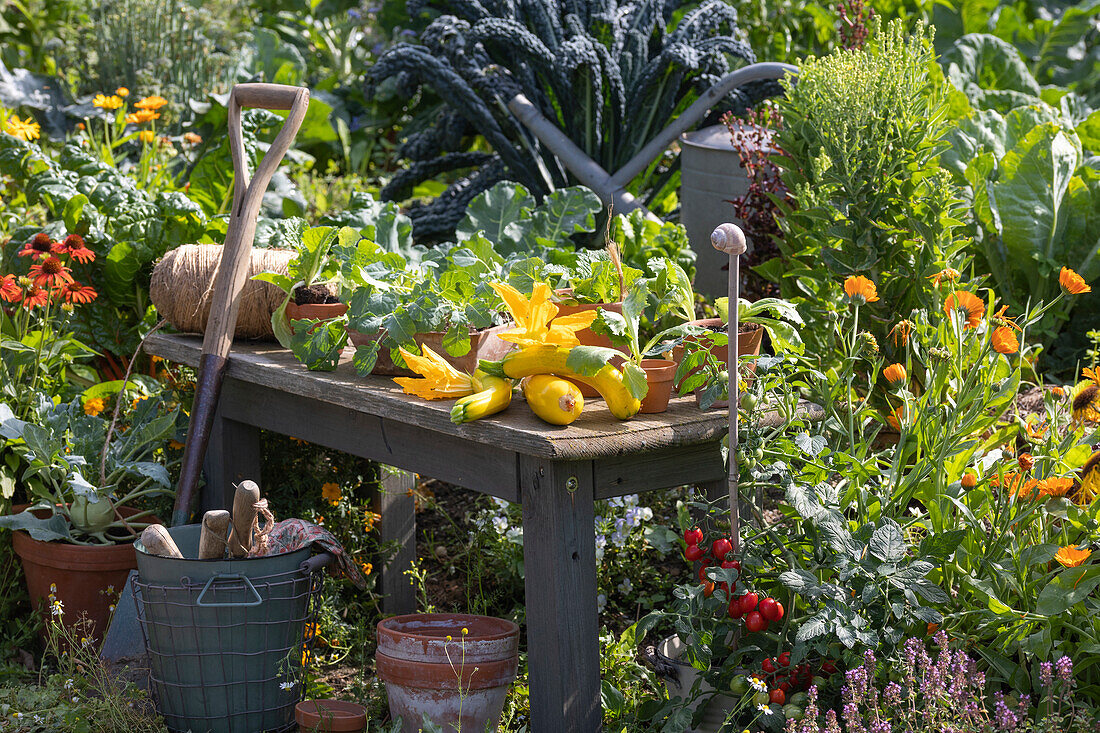Workbench in a vegetable garden with freshly harvested summer squash, squash blossoms, and vegetable seedlings, kohlrabi in a planter, tomato, Tuscan kale, marigolds, and Echinacea