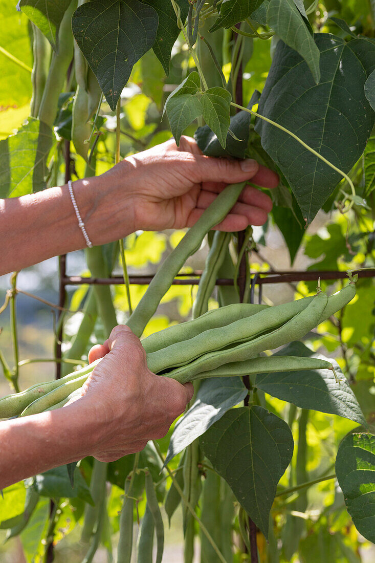 Woman picking runner beans