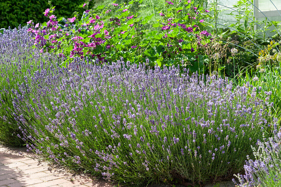 Lavender as bed border in front of flowering wild mallows