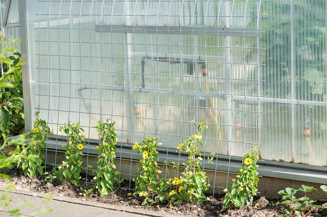 Black-eyed Susanne growing on the trellis outside the greenhouse