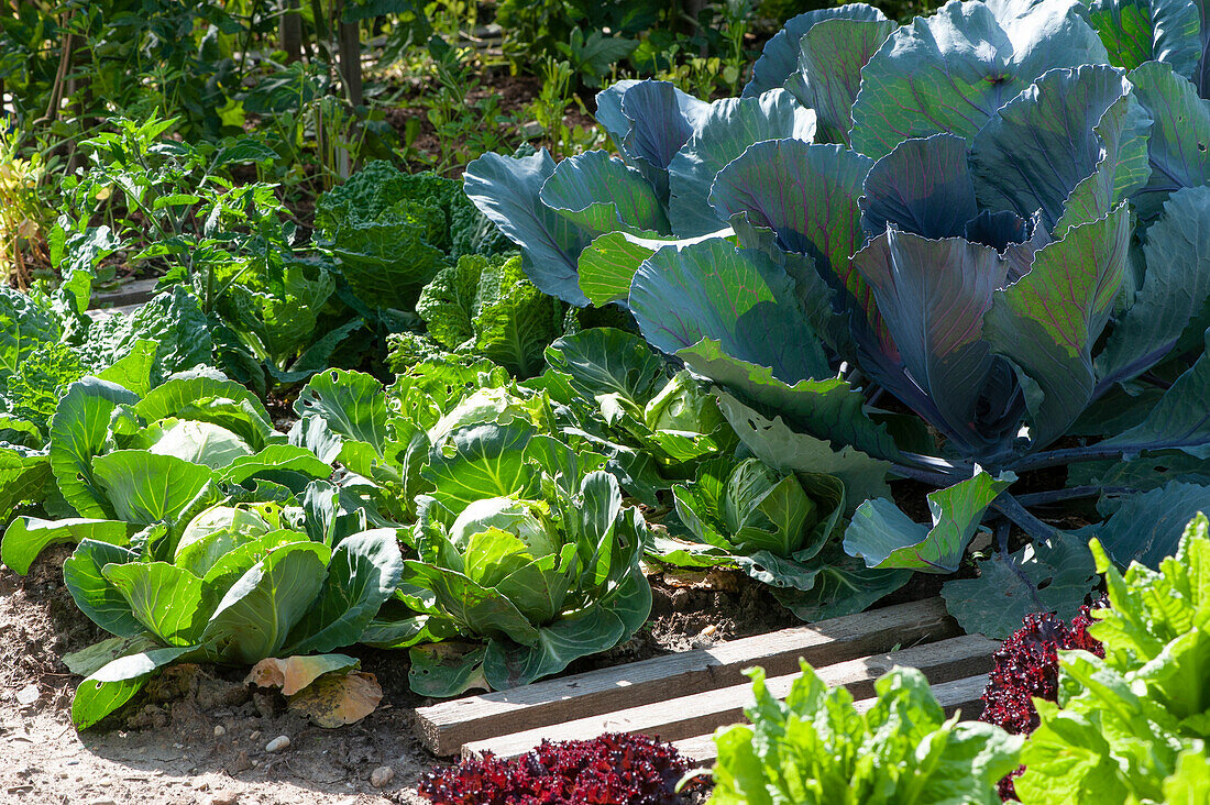 Vegetable bed with cabbage, red cabbage, and savoy cabbage, next to a slatted walkway