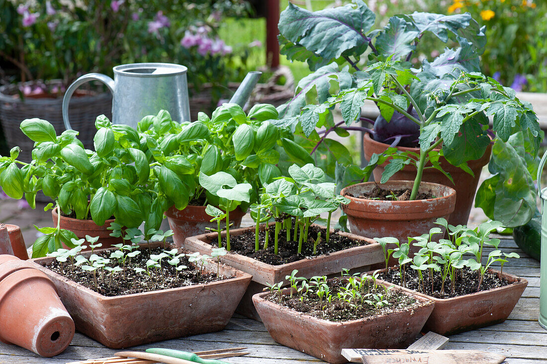Sowing trays with vegetable seedlings of bush bean and black Spanish radish, radish, and parsley, clay pots with basil, tomatoes, and kohlrabi