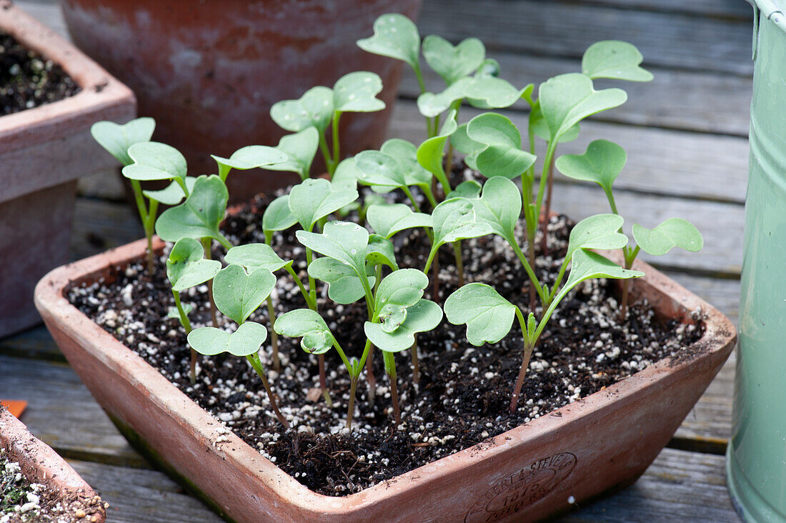 Sowing tray with seedlings of black Spanish radish