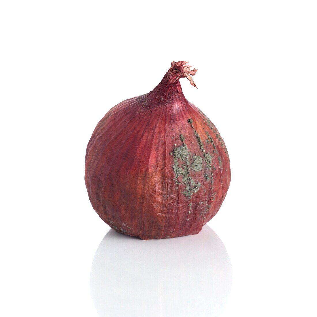 Mouldy red onion