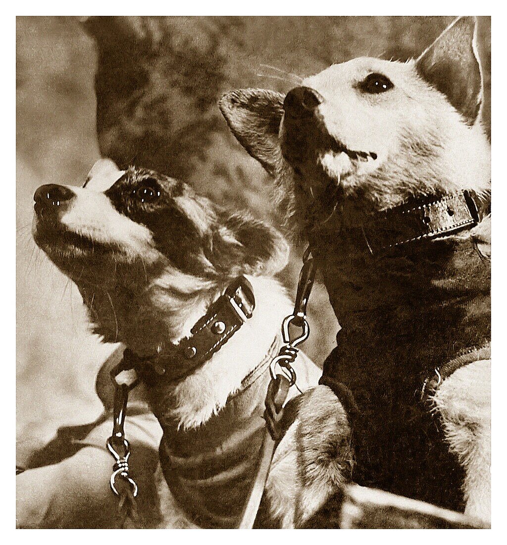 Soviet space dogs Strelka and Belka