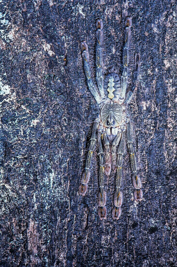 Slate-red ornamental tree spider in camouflage