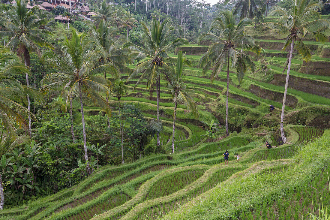 Terraced rice fields in Bali, Indonesia