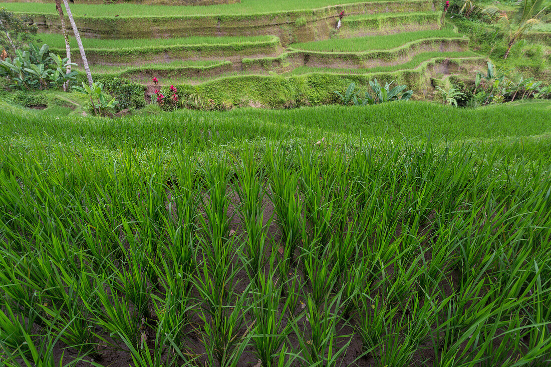 Terraced rice fields in central Bali, Indonesia