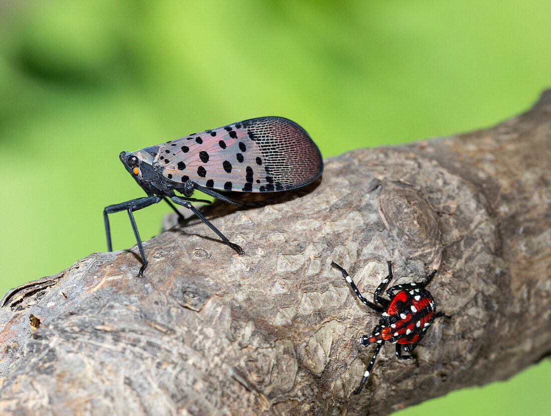 Adult spotted lanternfly and nymph