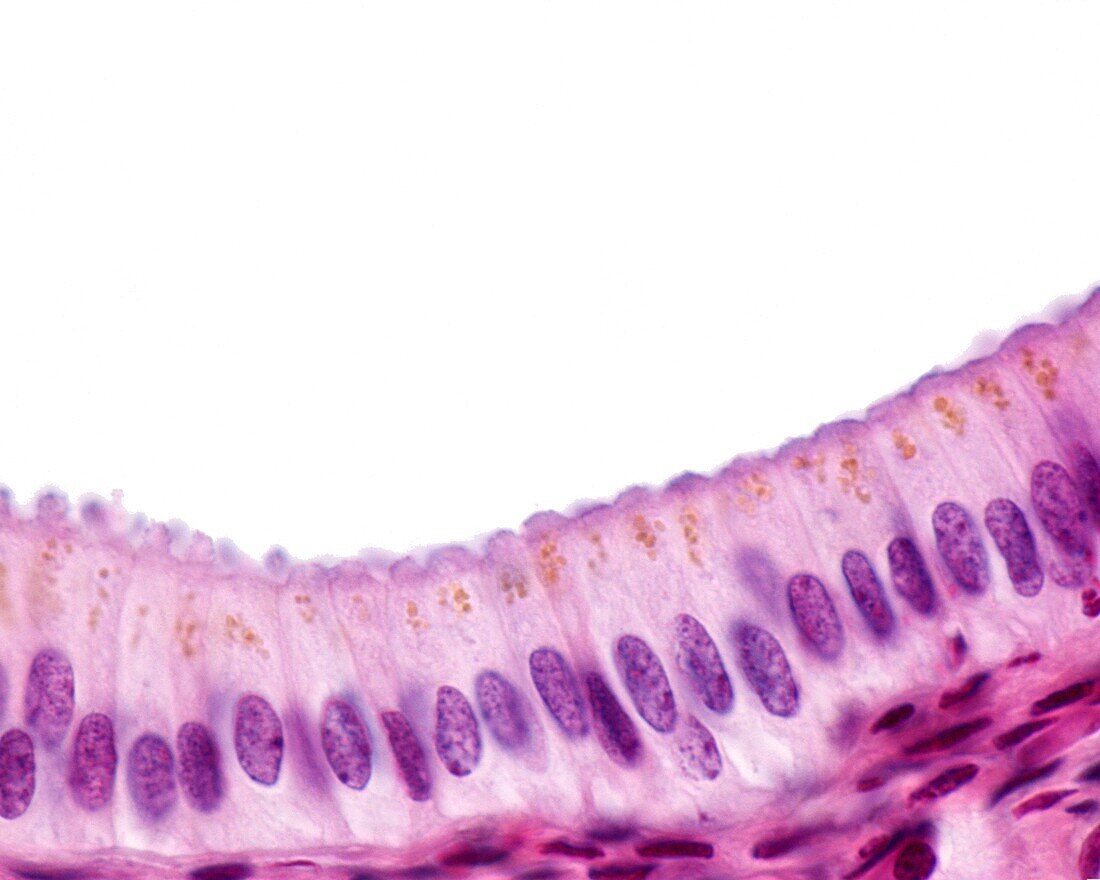 Simple columnar epithelium, light micrograph