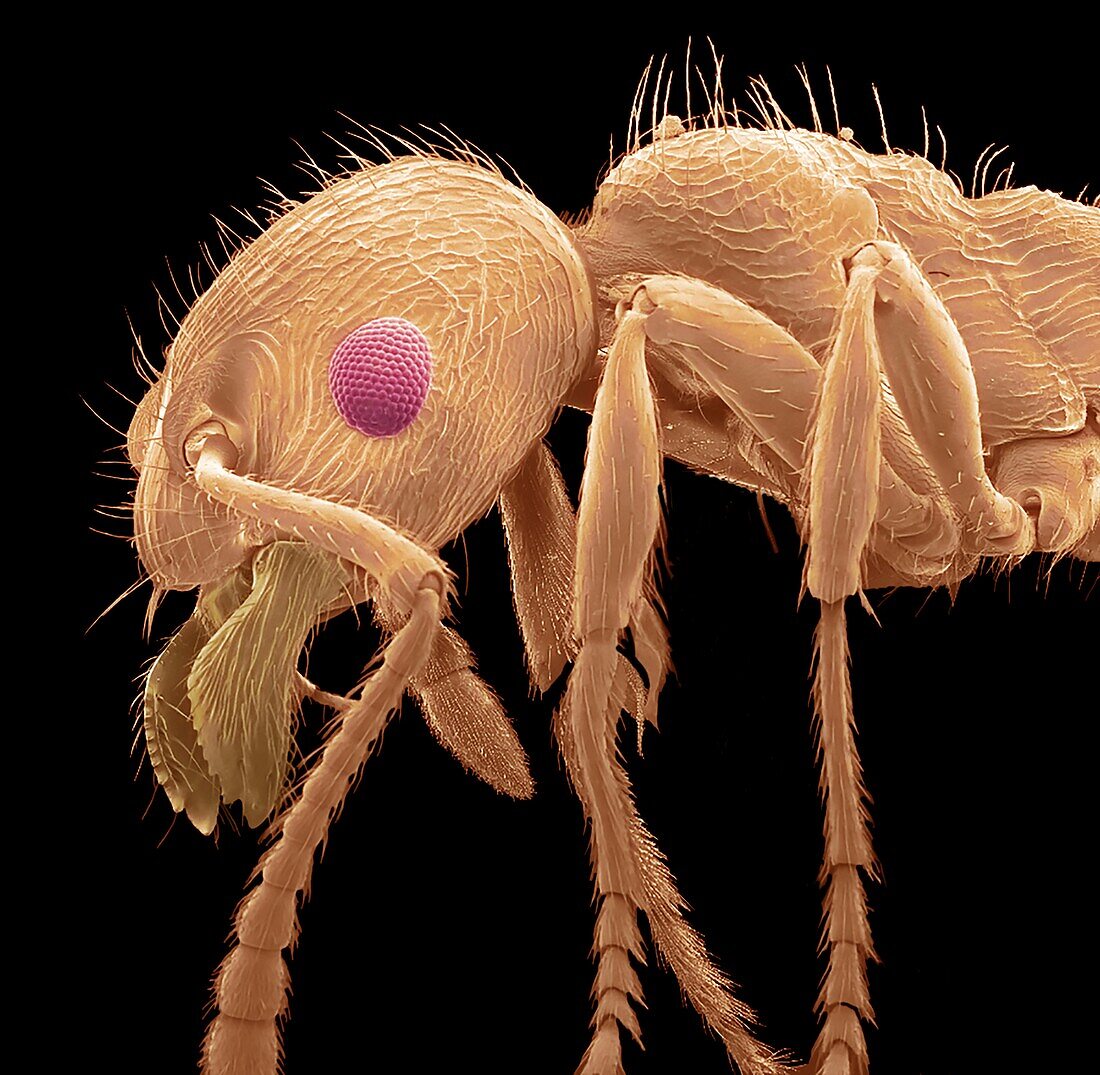 Common red ant, SEM