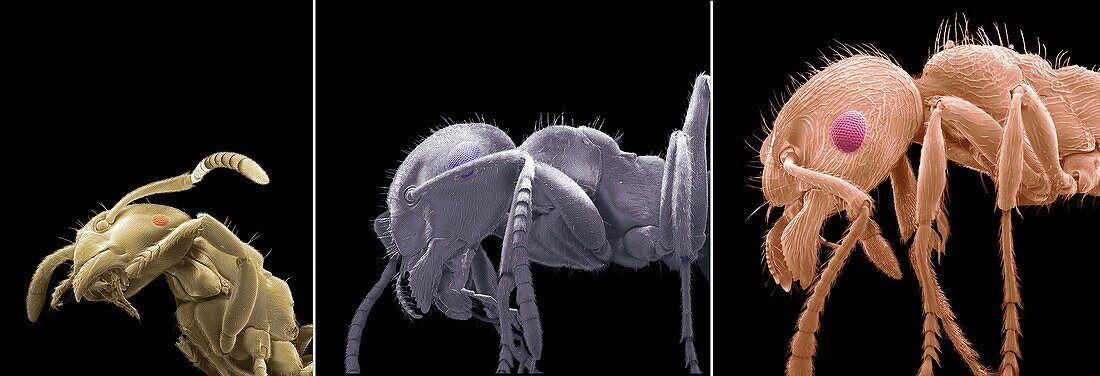 British ants SEM