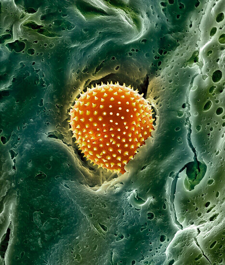 Pollen trapped in mucus on nose hair, SEM