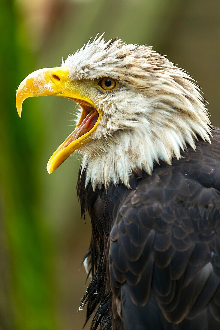 The Bald Eagle, a white headed fish eagle