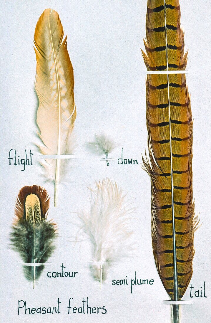 Junior school project - types of feathers