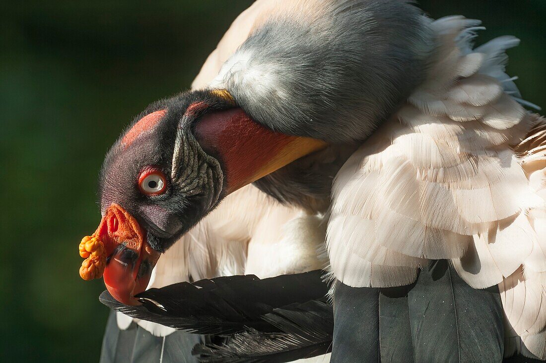 The King Vulture's a large orange wattle